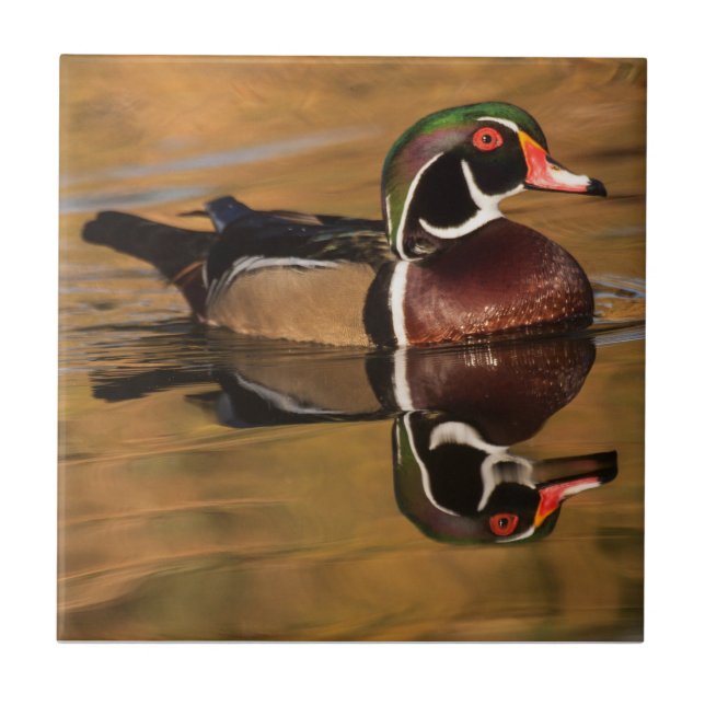 Wood duck on Golden lake Tile (Front)