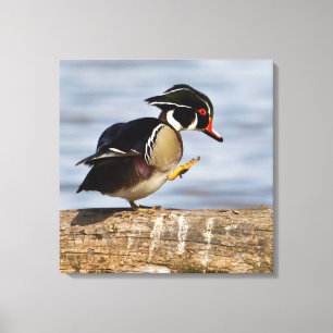 Wood Duck on log in wetland Canvas Print