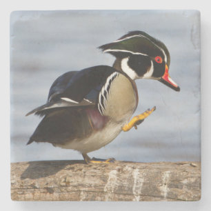 Wood Duck on log in wetland Stone Coaster