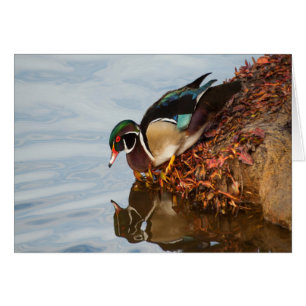 Wood duck on the shore