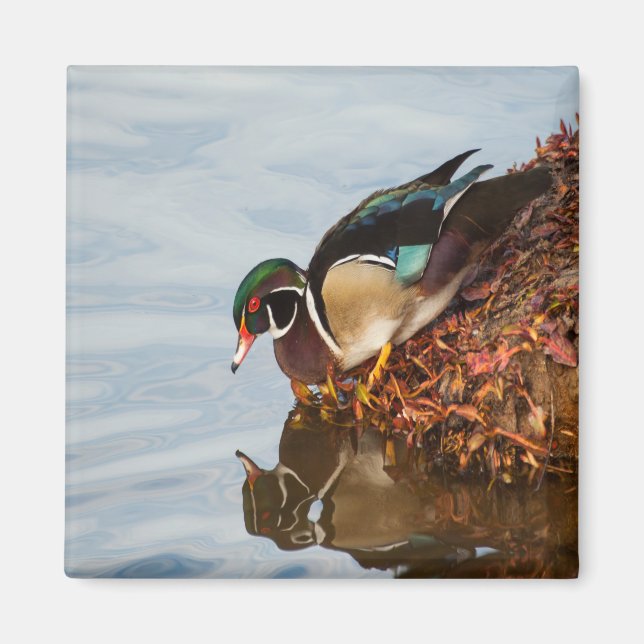 Wood duck on the shore magnet (Front)