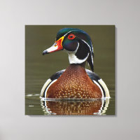 Wood Duck on Water