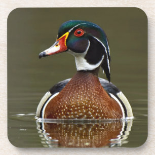 Wood Duck on Water Coaster
