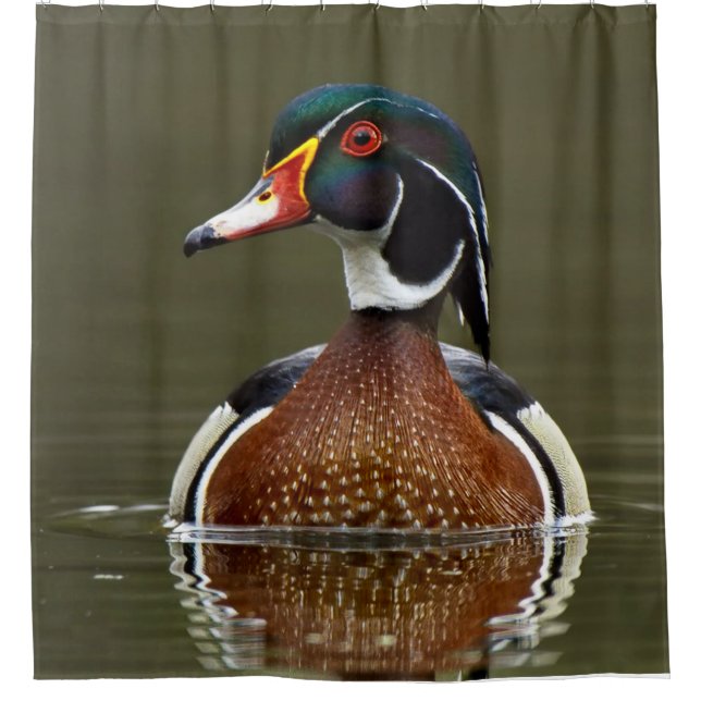 Wood Duck on Water Shower Curtain (Front)