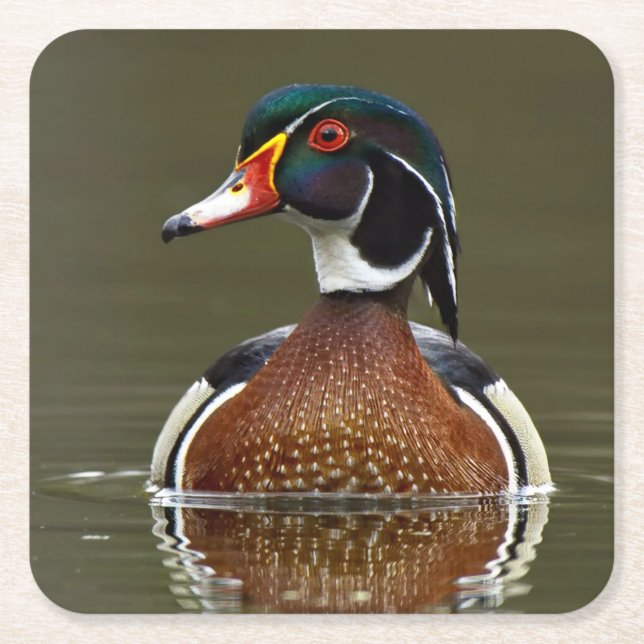 Wood Duck on Water Square Paper Coaster (Front)