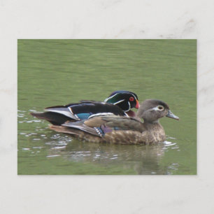 Wood Duck pair Postcard