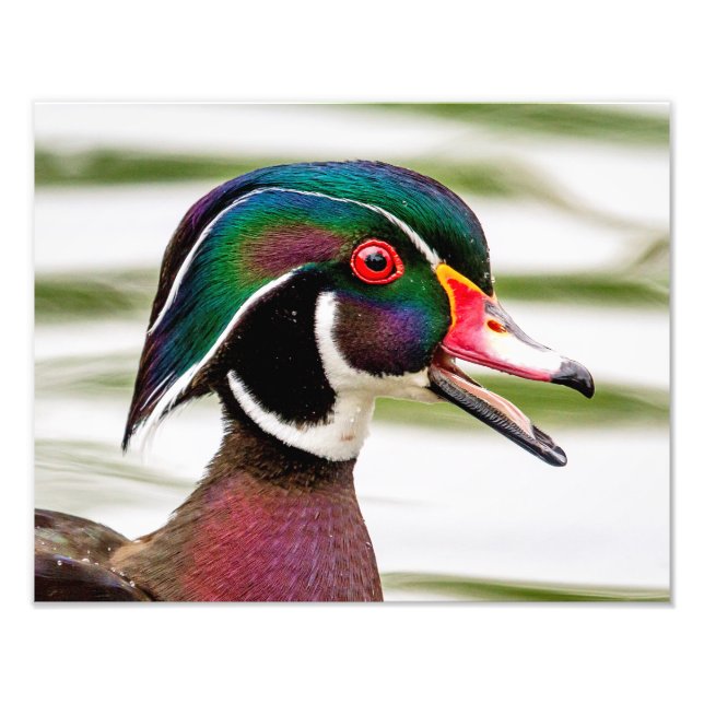 Wood Duck Photo Print (Front)