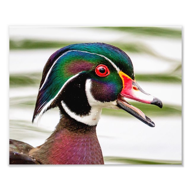Wood Duck Photo Print (Front)