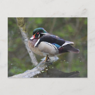 Wood Duck Postcard