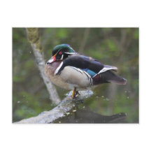 Wood Duck