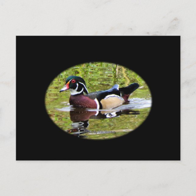 Wood Duck Postcard (Front)