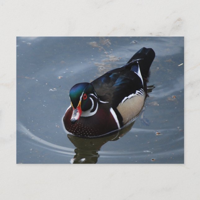 wood duck postcard (Front)