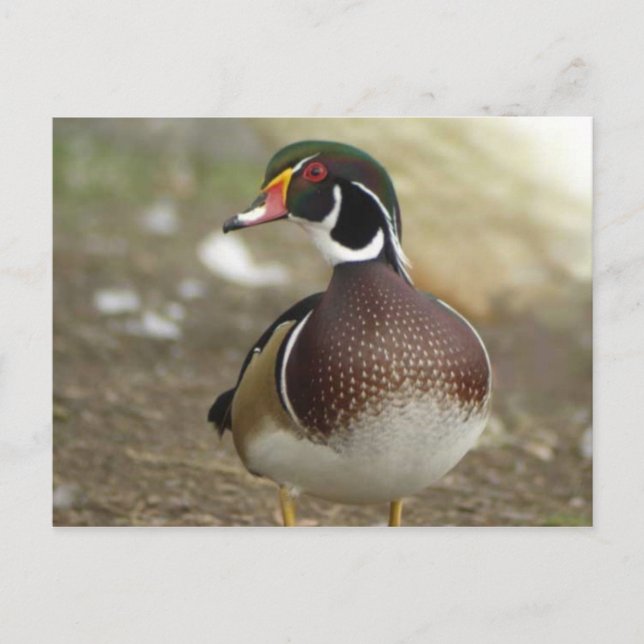 Wood Duck Postcard (Front)