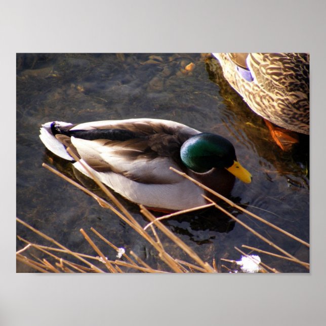 Wood Duck Poster (Front)