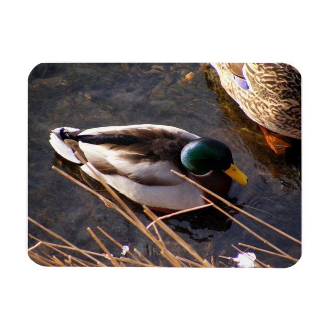 Wood Duck Premium Magnet (Horizontal)