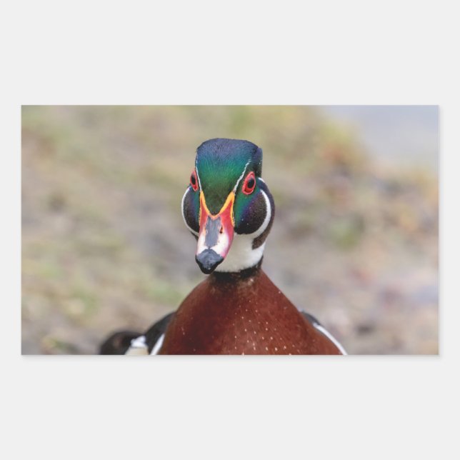 Wood Duck Rectangular Sticker (Front)
