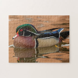 Wood duck swimming in water jigsaw puzzle