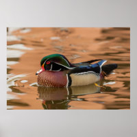 Wood duck swimming in water