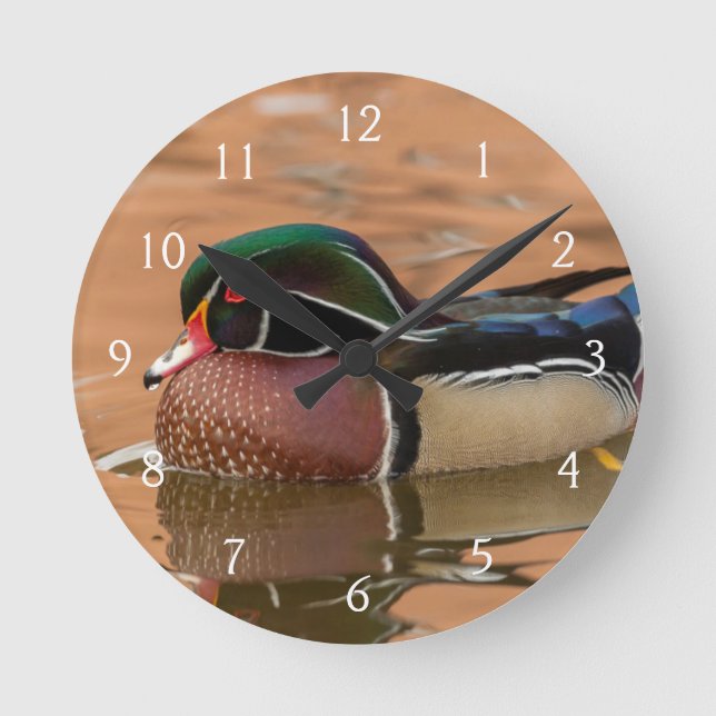 Wood duck swimming in water round clock (Front)
