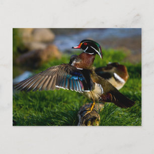 Wood Duck Wing Postcard