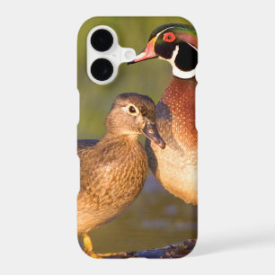 Wood Ducks and female on log in wetland