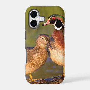 Wood Ducks and female on log in wetland