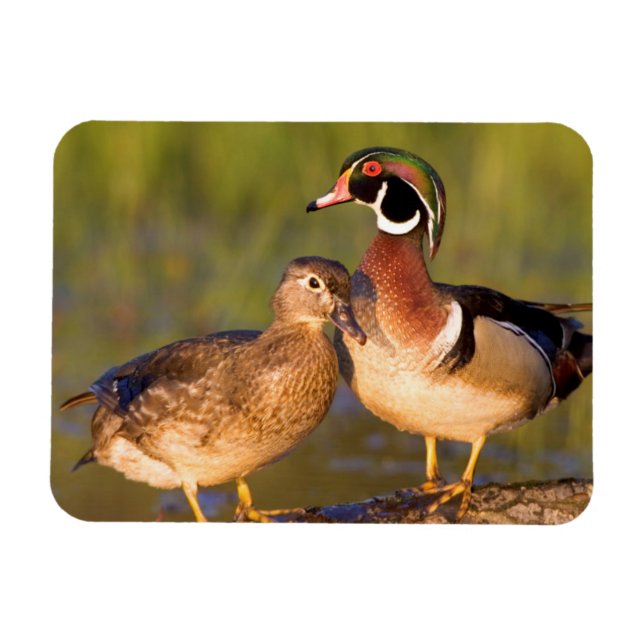 Wood Ducks and female on log in wetland Magnet (Horizontal)