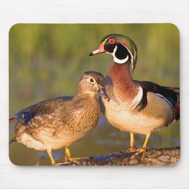Wood Ducks and female on log in wetland Mouse Pad (Front)