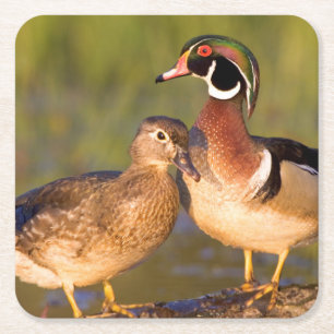 Wood Ducks and female on log in wetland Square Paper Coaster