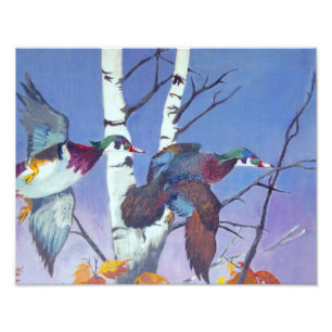 Wood Ducks Flying Photo Print