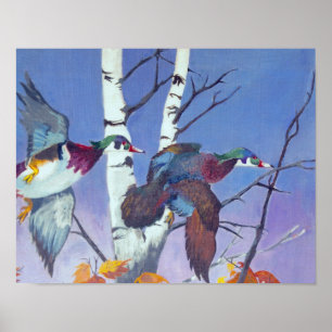 Wood Ducks Flying Poster