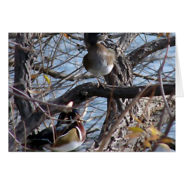 Wood Ducks in a Tree (Front Horizontal)