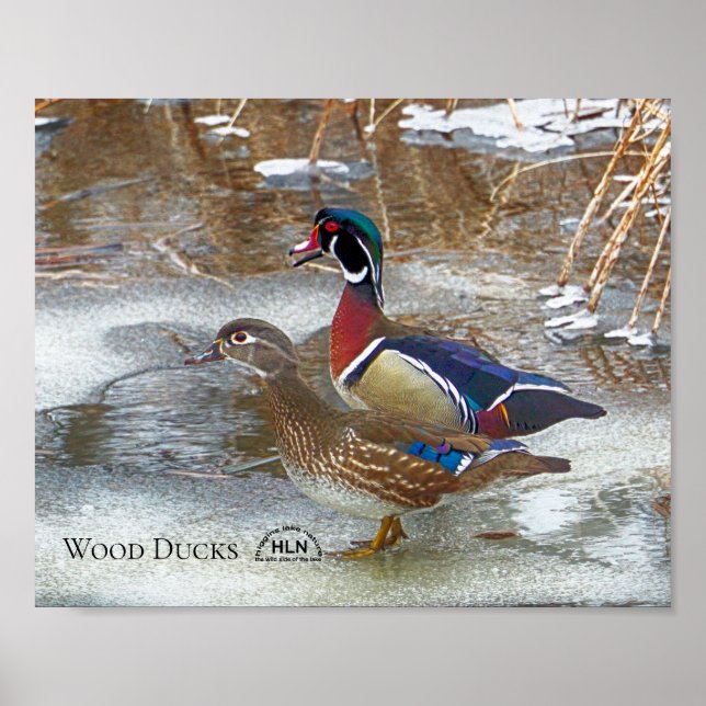 Wood Ducks on Muskegon River Poster (Front)