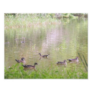 Wood Ducks Socialising Photo Print
