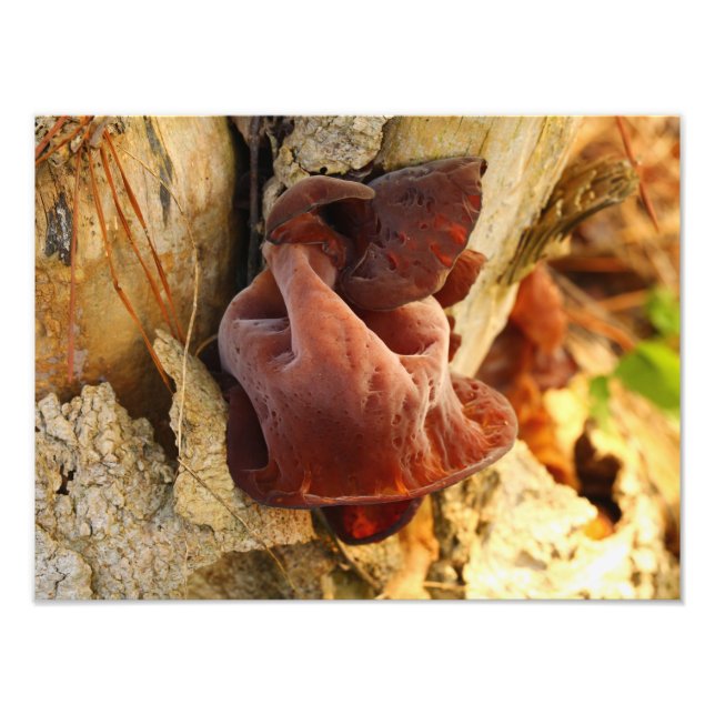 Wood Ear Mushroom Photo Print (Front)