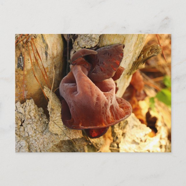 Wood Ear Mushroom Postcard (Front)