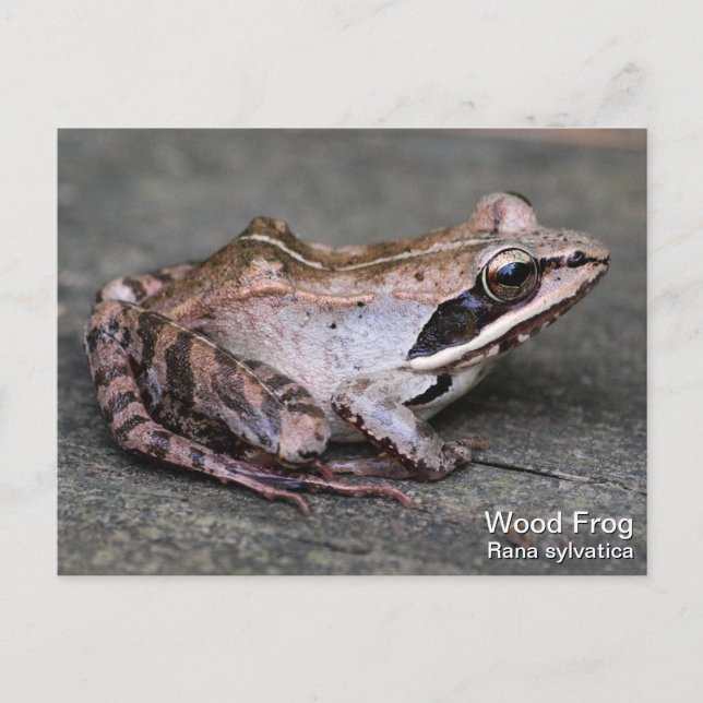 Wood Frog Postcard (Front)
