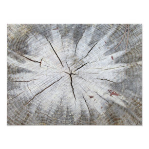 Wood Grain Grey Pine Tree Stump Photo Art 1 Print