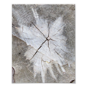 Wood Grain Grey Pine Tree Stump Photo Art 2 Print