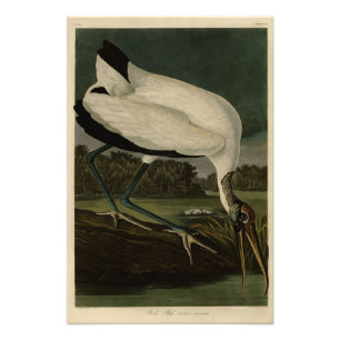 Wood Ibiss (Ibis, Stork): Audubon Birds of America Photo Print