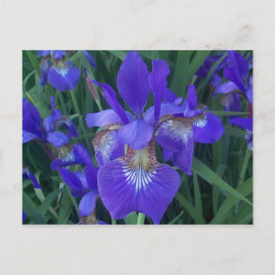 Wood Iris Postcard