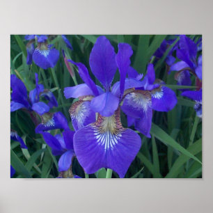 Wood Iris Poster