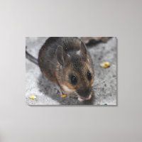 Wood Mouse