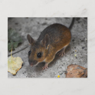 Wood Mouse  Postcard