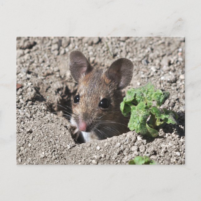 Wood mouse postcard (Front)