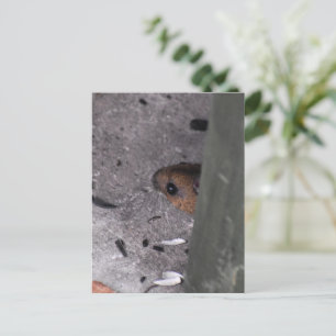 Wood Mouse  Postcard