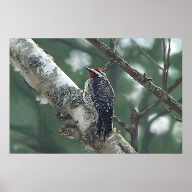Wood pecker poster (Front)