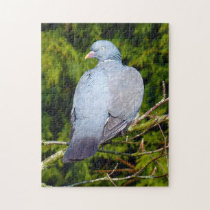 Wood pigeon Bird Puzzle