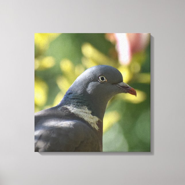 Wood Pigeon  Canvas Print (Front)