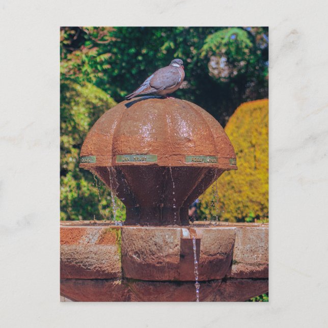 Wood Pigeon Fountain Vintage Photography Postcard  (Front)